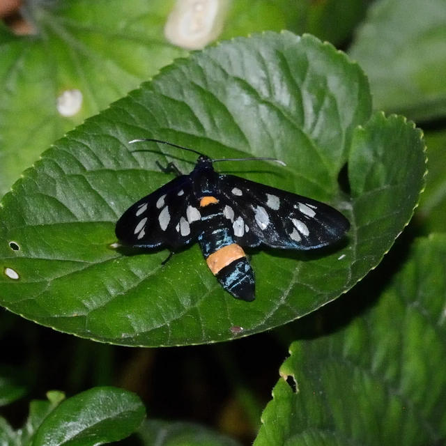 Amata phegea - fehérpettyes álcsüngőlepke