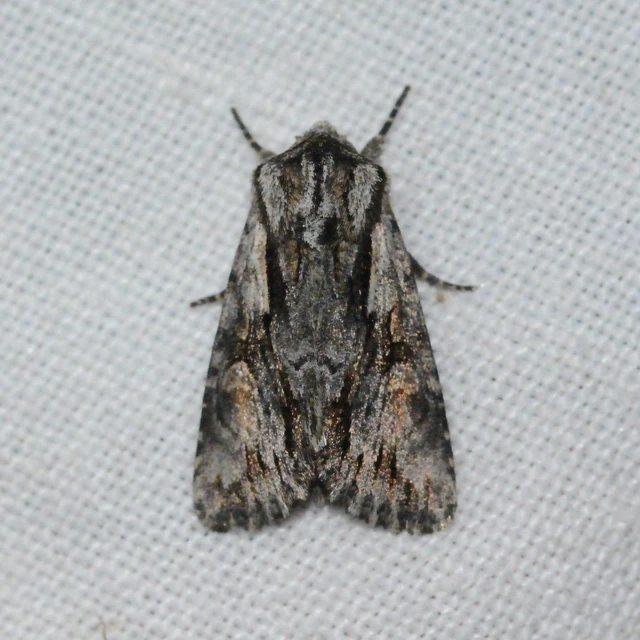 Chloantha hyperici - orbáncfű-sugarasbagoly