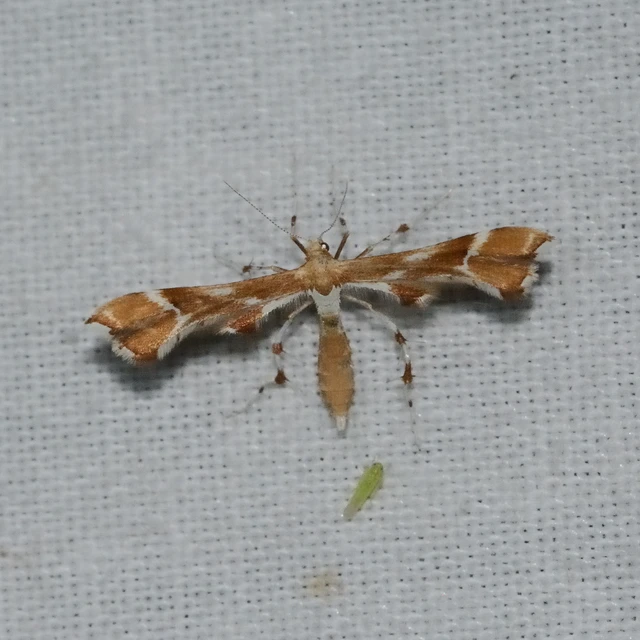 Cnaemidophorus rhododactyla - rózsabogyó-tollasmoly