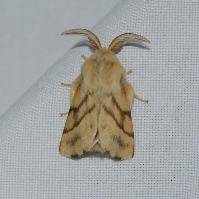 Malacosoma castrensis - kutyatejszövő