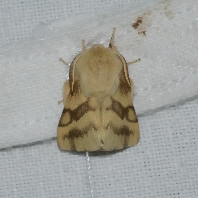 Malacosoma castrensis - kutyatejszövő