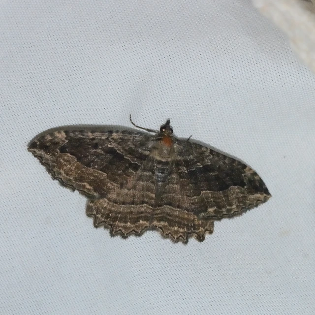 Philereme transversata - varjútövis-araszoló