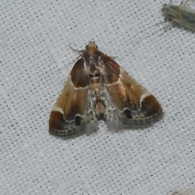 Pyralis farinalis - lisztilonca