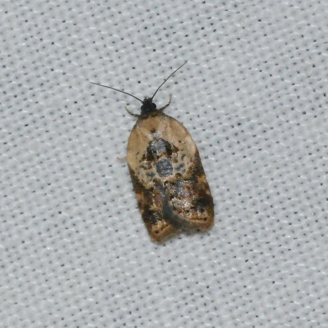 Acleris variegana - tarka levélmoly