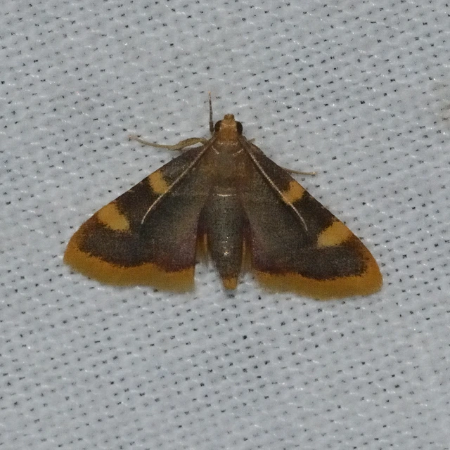Hypsopygia costalis - szénailonca