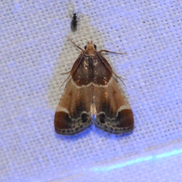 Pyralis farinalis - lisztilonca