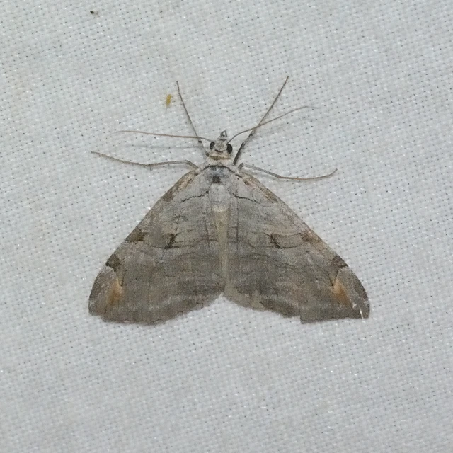 Aplocera efformata/plagiata
