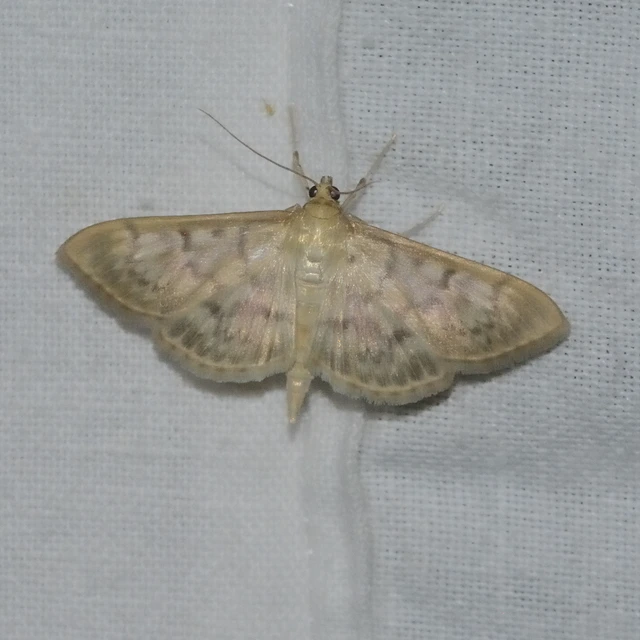 Patania ruralis - csalánevő tűzmoly