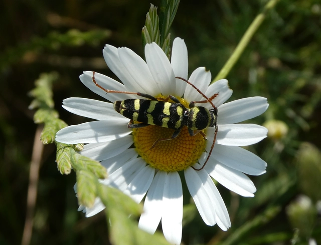 Echinocerus floralis - lucerna-darázscincér