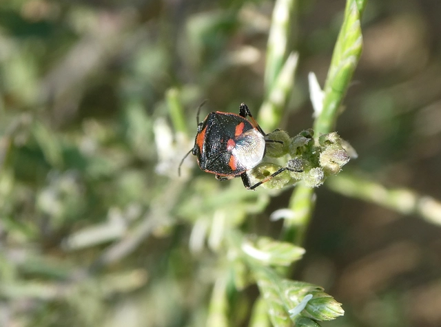 Eurydema oleracea - paréjpoloska Eurydema oleracea - paréjpoloska