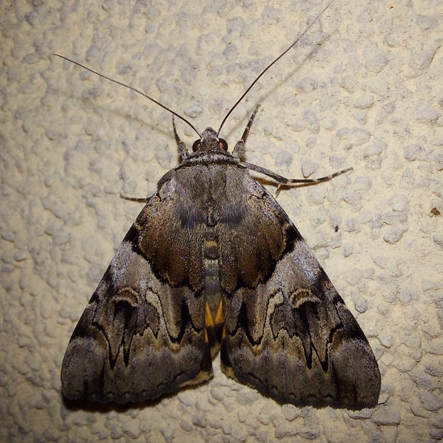 Catocala fulminea - galagonya-övesbagoly