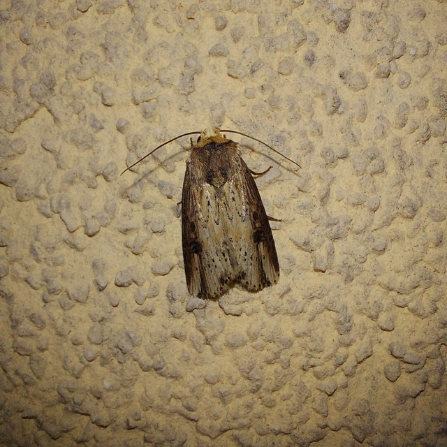 Axylia putris - vonalkás földibagoly