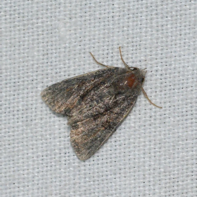 Oligia strigilis/latruncula/versicolor