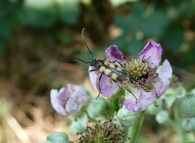 Pachytodes erraticus - rajzos virágcincér