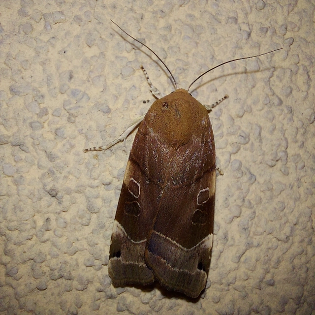Noctua fimbriata - szélessávú sárgafűbagoly