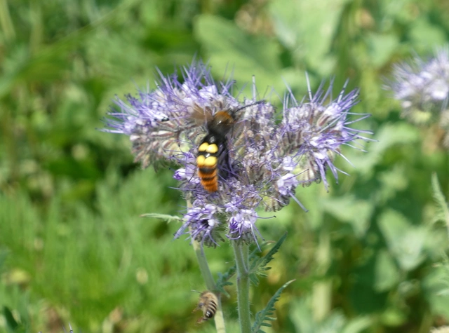 Megascolia maculata - óriás-tőrösdarázs