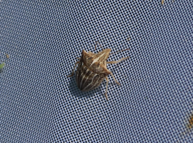 Ancyrosoma leucogrammes - vállas poloska Ancyrosoma leucogrammes - vállas poloska