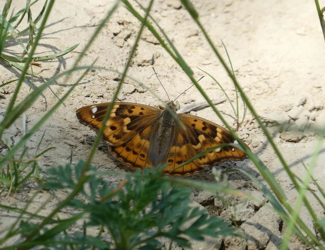 Apatura ilia - kis színjátszólepke