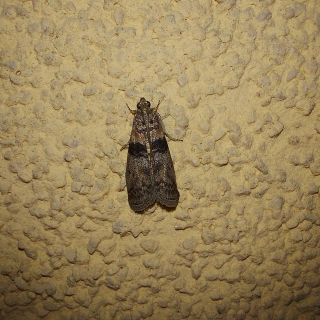 Sciota rhenella - alföldi karcsúmoly