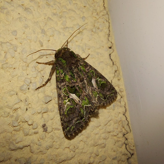 Trachea atriplicis - nyári zöldbagoly