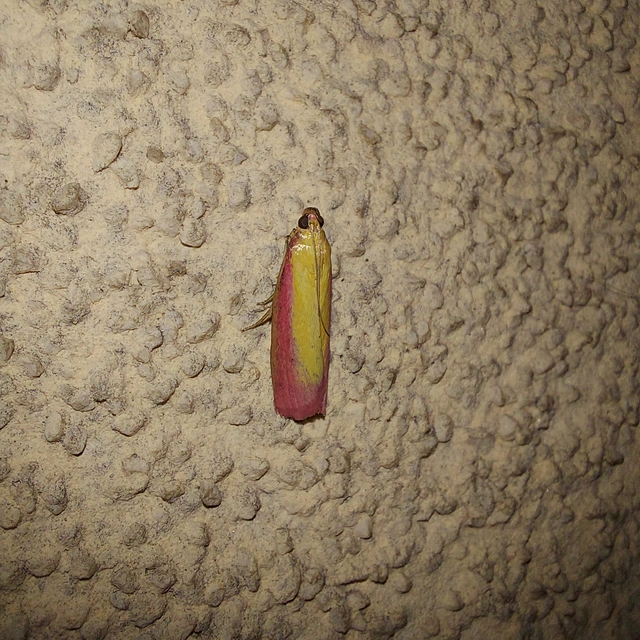 Oncocera semirubella - lucernamoly