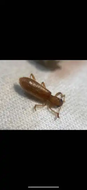 Opilo pallidus - sárga szúfarkas
