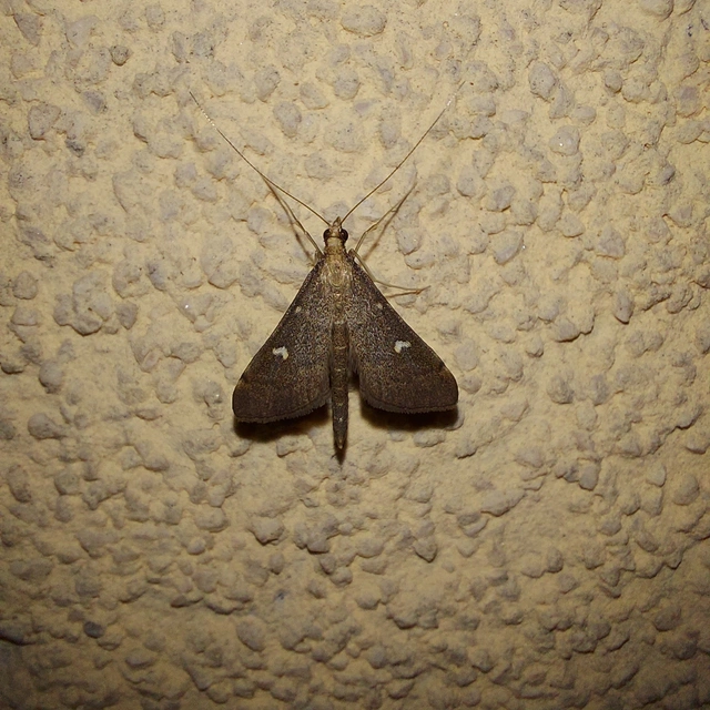 Dolicharthria punctalis - hosszúlábú tűzmoly