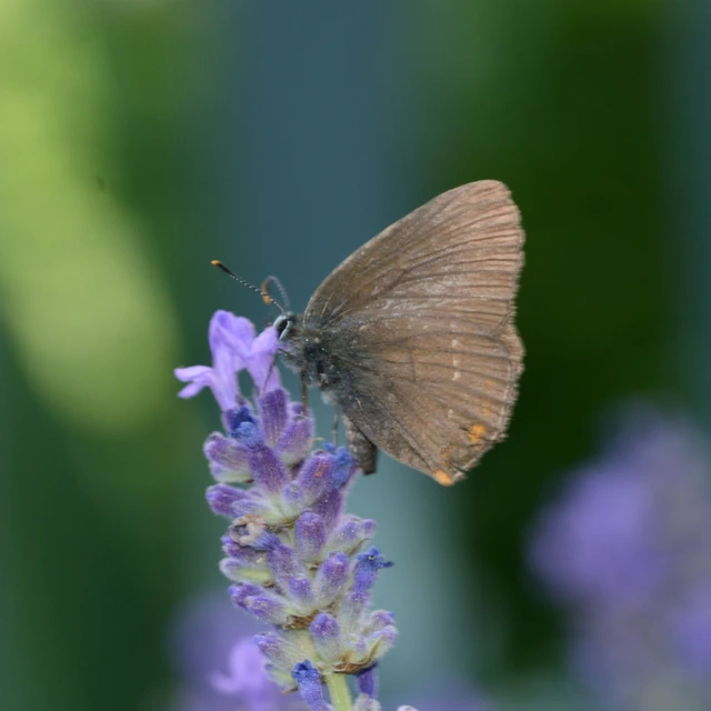 Satyrium ilicis - tölgyfa-csücsköslepke