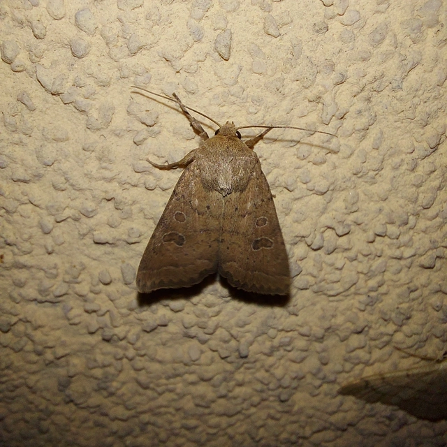 Hoplodrina octogenaria - barna selymesbagoly