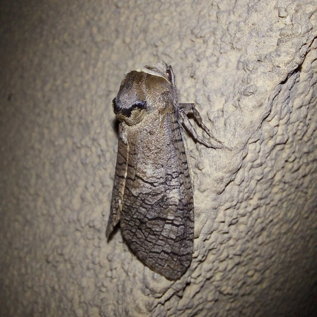 Cossus cossus - fűzfarontólepke