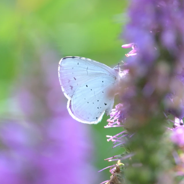Celastrina argiolus - bengeboglárka