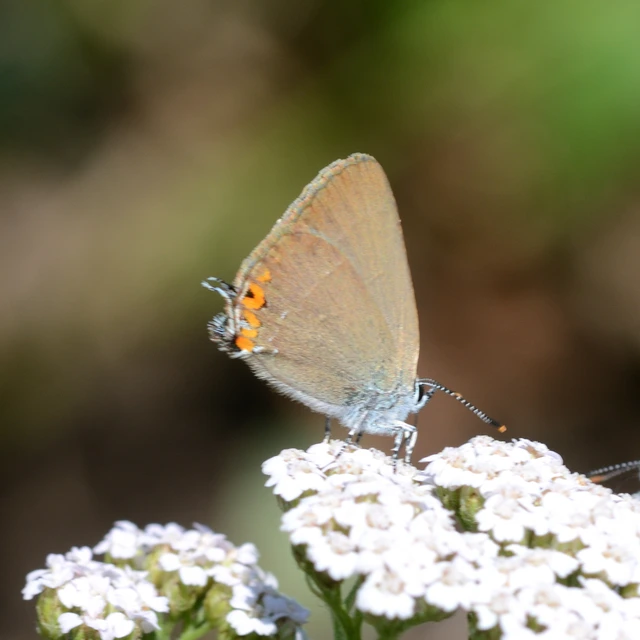 Satyrium acaciae - akác-csücsköslepke