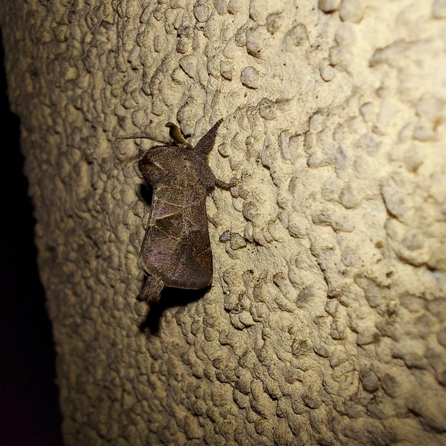 Clostera pigra - apró levélszövő