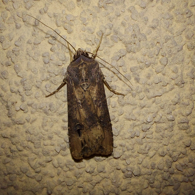 Agrotis ipsilon - nagy földibagoly