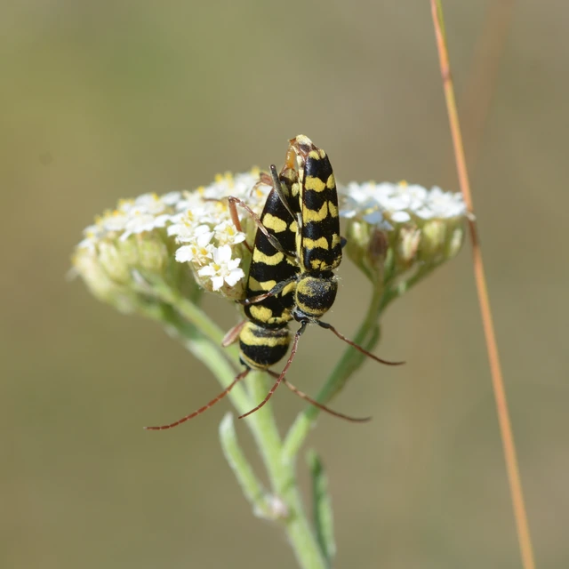 Echinocerus floralis - lucerna-darázscincér
