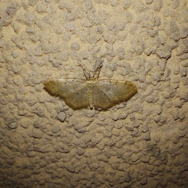 Idaea fuscovenosa - szürkeszélű apróaraszoló