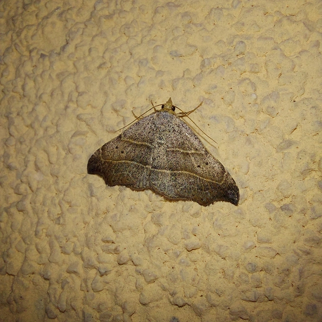 Laspeyria flexula - zuzmóbagoly