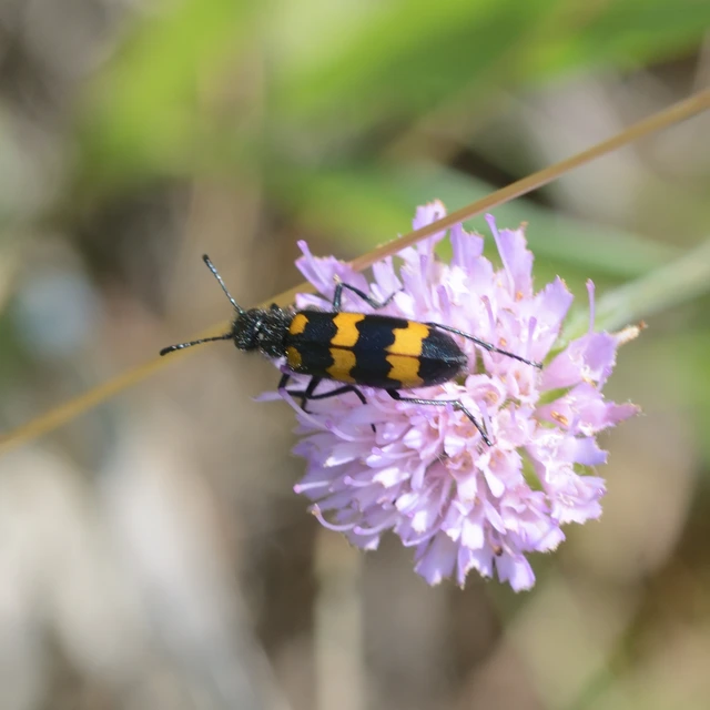 Mylabris variabilis - szalagos hólyaghúzó Mylabris variabilis - szalagos hólyaghúzó