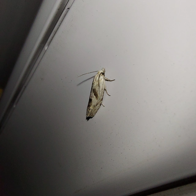 Eucosma metzneriana - ürömgyökér-tükrösmoly