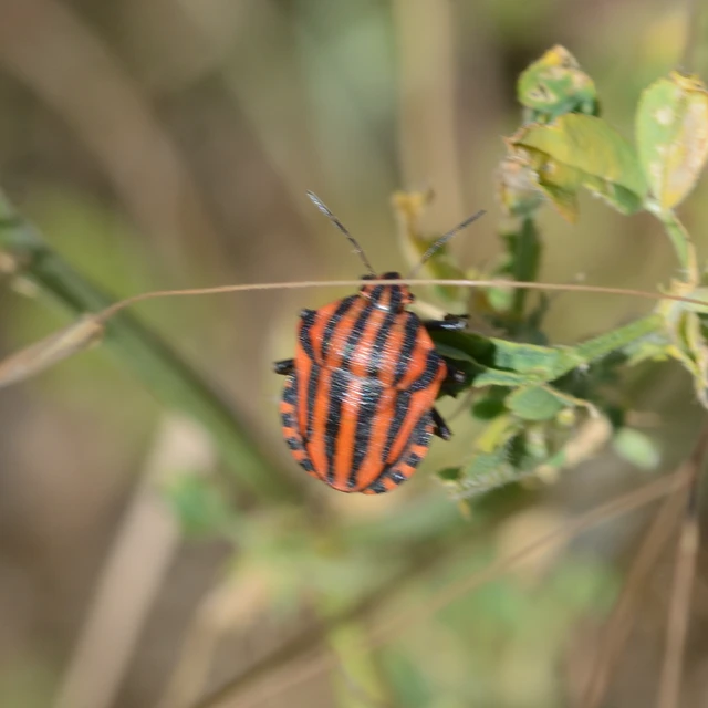 Graphosoma italicum - csíkos pajzsospoloska