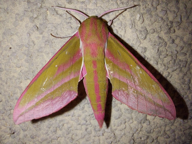 Deilephila elpenor - szőlőszender