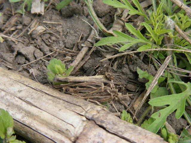 Lycosidae - farkaspókok