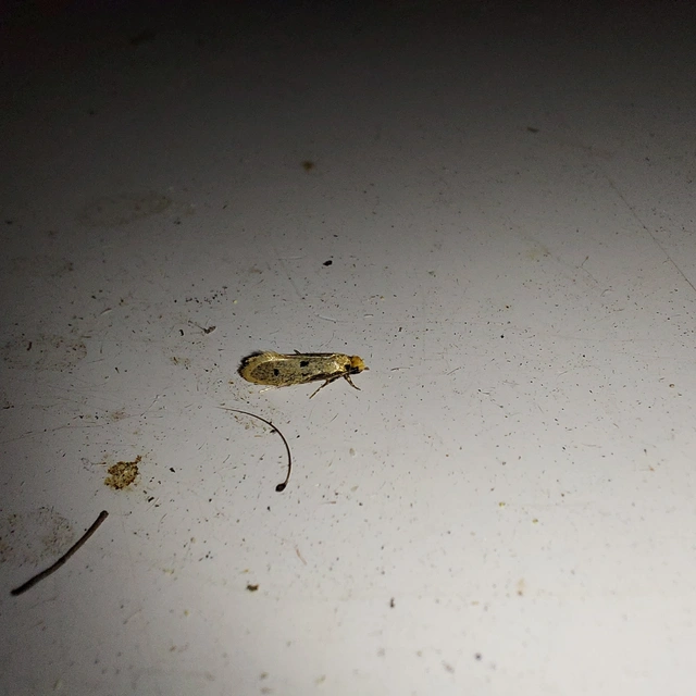 Tinea trinotella - hárompettyes fészekmoly