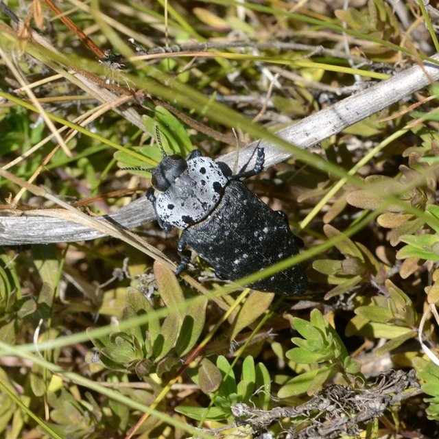 Capnodis tenebrionis - kökény-tükrösdíszbogár
