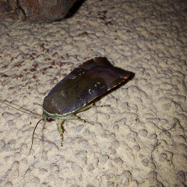 Noctua janthe/janthina
