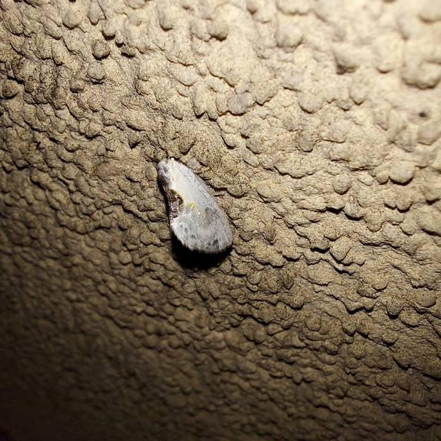 Cilix glaucata - törpe sarlósszövő