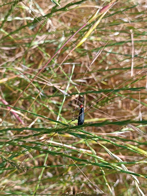 Epicauta rufidorsum - hollóbogár
