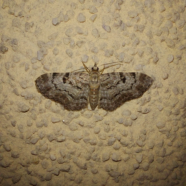 Eupithecia abietaria - nagyfoltú törpearaszoló