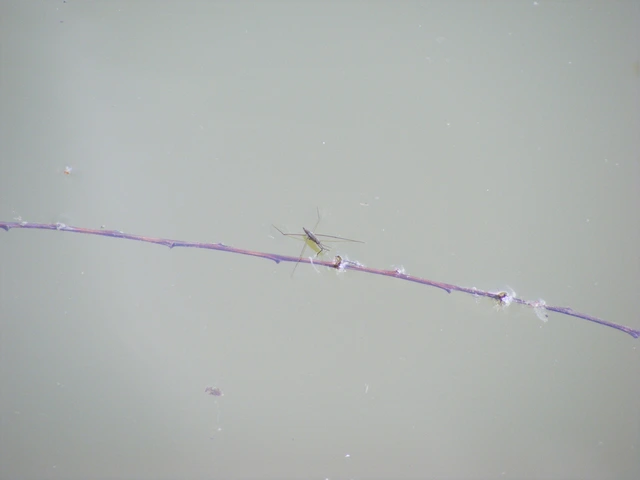 Gerridae - molnárpoloskák