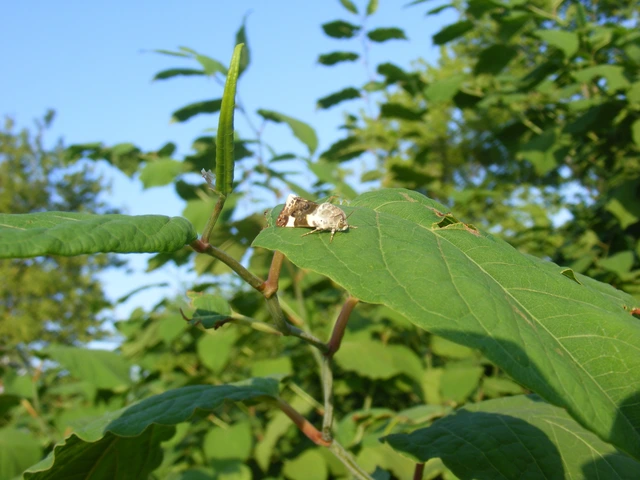 Acontia lucida - fehér nappalibagoly